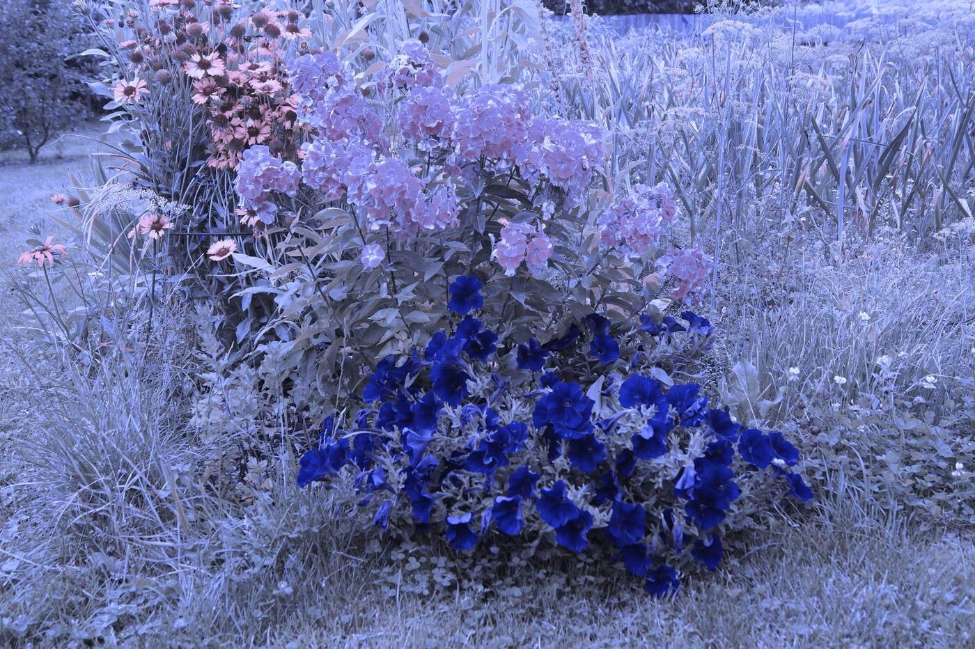 Lilled aias. Pildistatud läbi sinise valgusfiltri