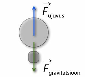 Buoyant force lifts, gravitational force pulls down