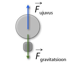 Buoyant force lifts, gravitational force pulls down