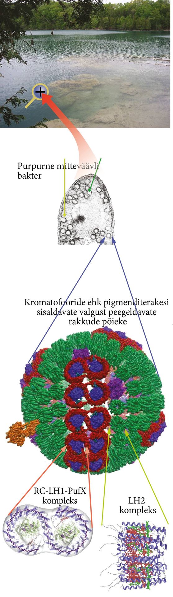 Purpurne mitteväävlibakter ja biofüüsika