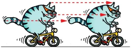 Kass jalgrattal kulgliikumises
