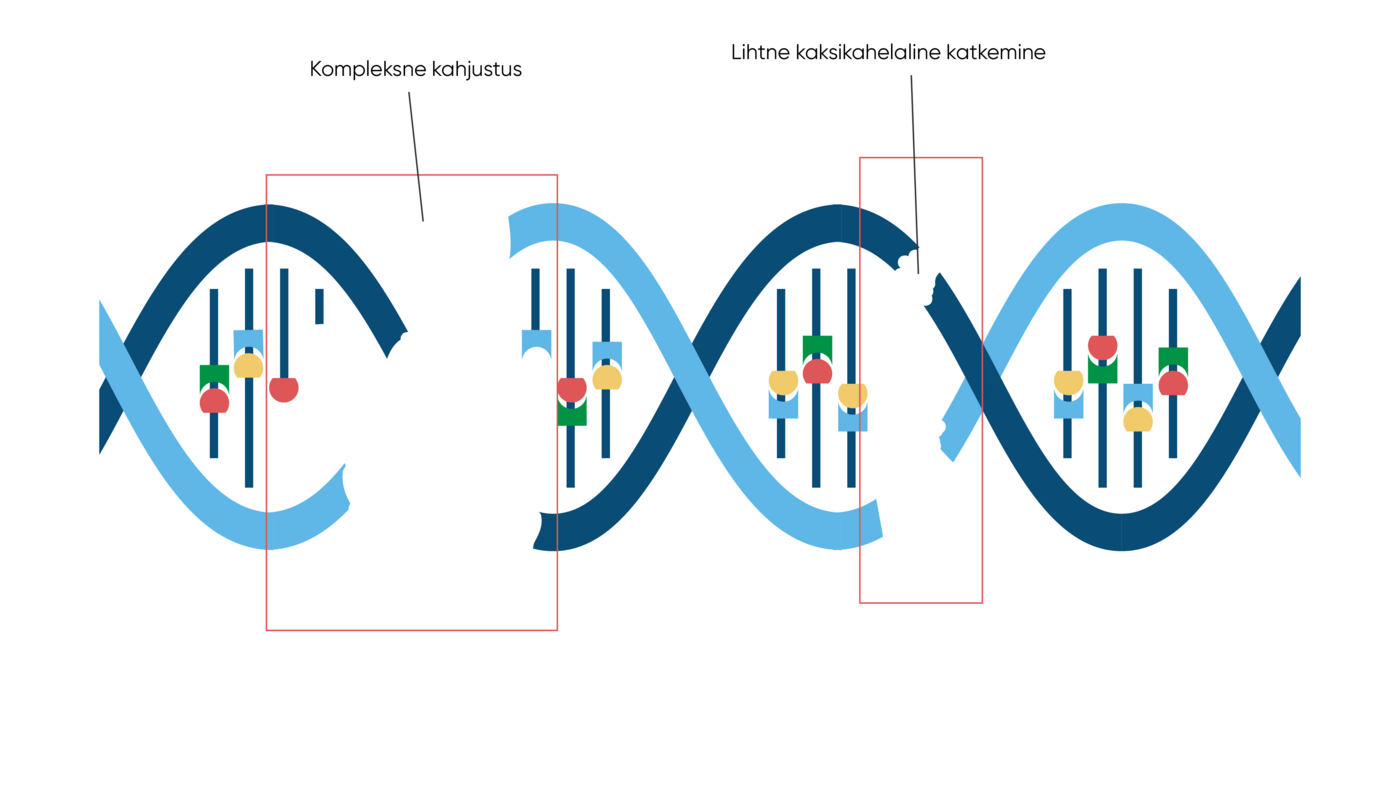 Kui mõlemad DNA harud on kahjustatud, siis on parandamine raskem.