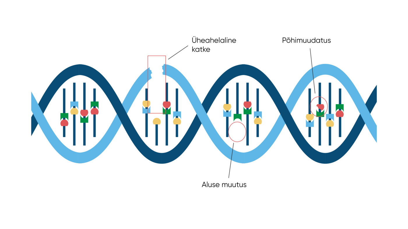 Kui üks DNA haru on kahjustatud, on seda organismil teises harus sisalduva info järgi kerge parandada.
