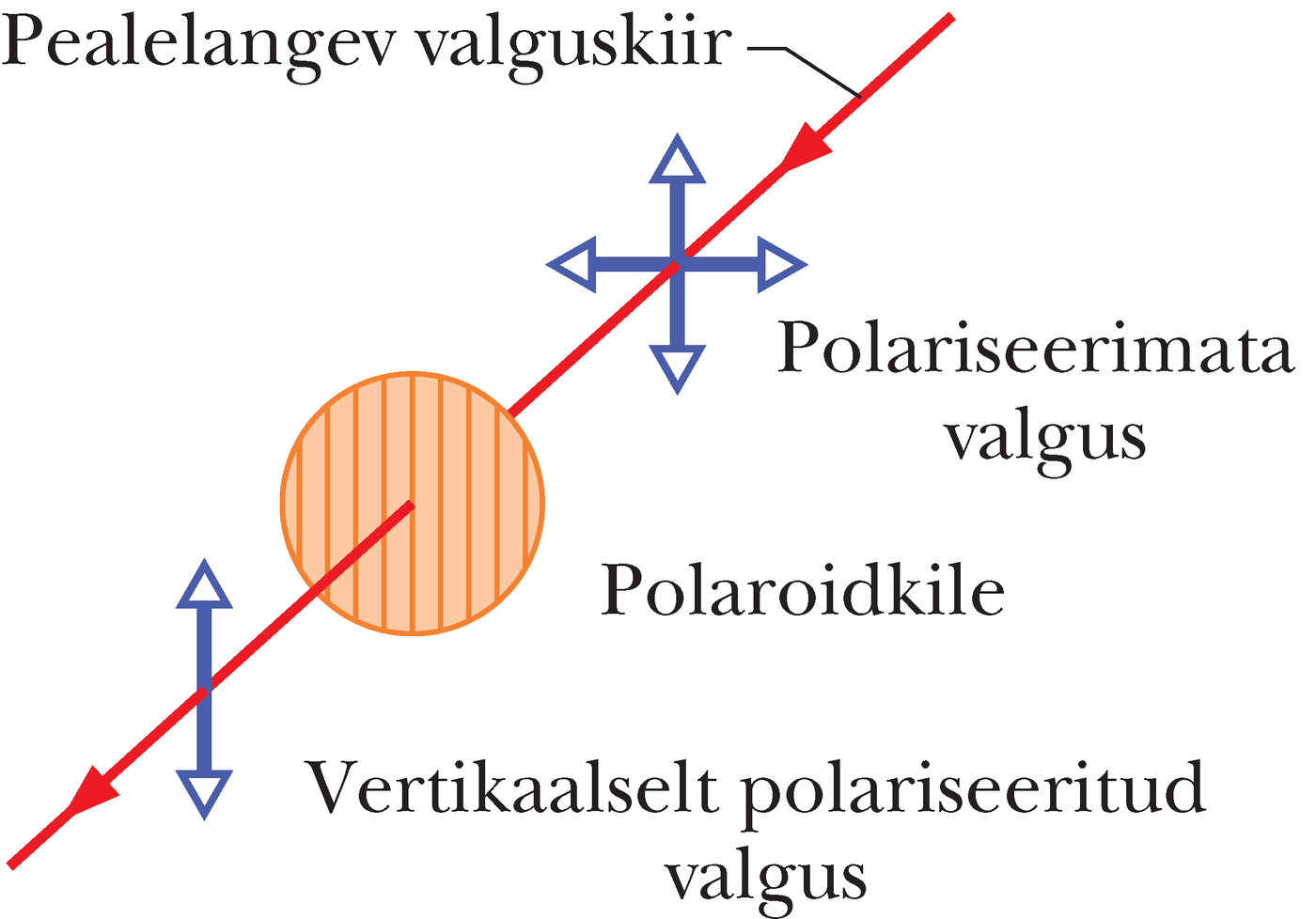 Polariseerimata valgus muutub polariseerituks