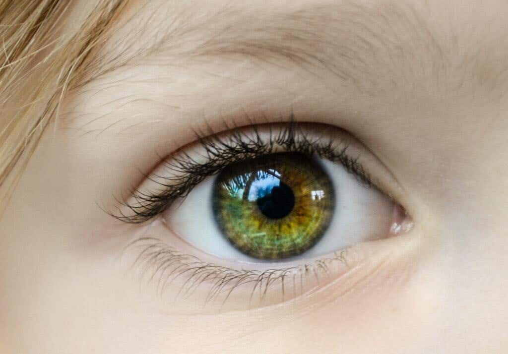 The human eye