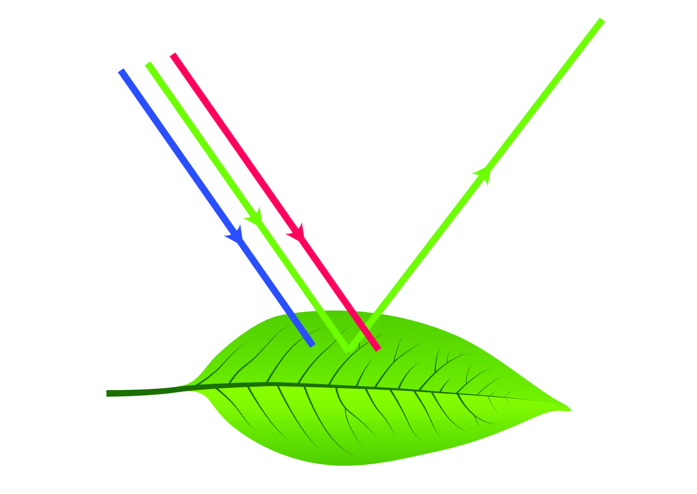 Taimede lehed on rohelised