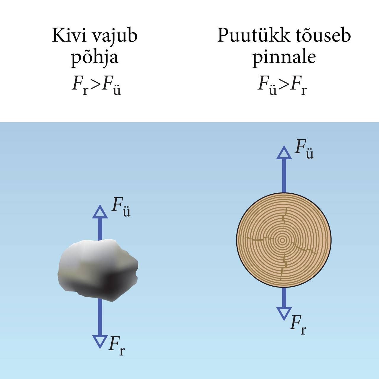 Kivi vajub põhja, puu tõuseb pinnale