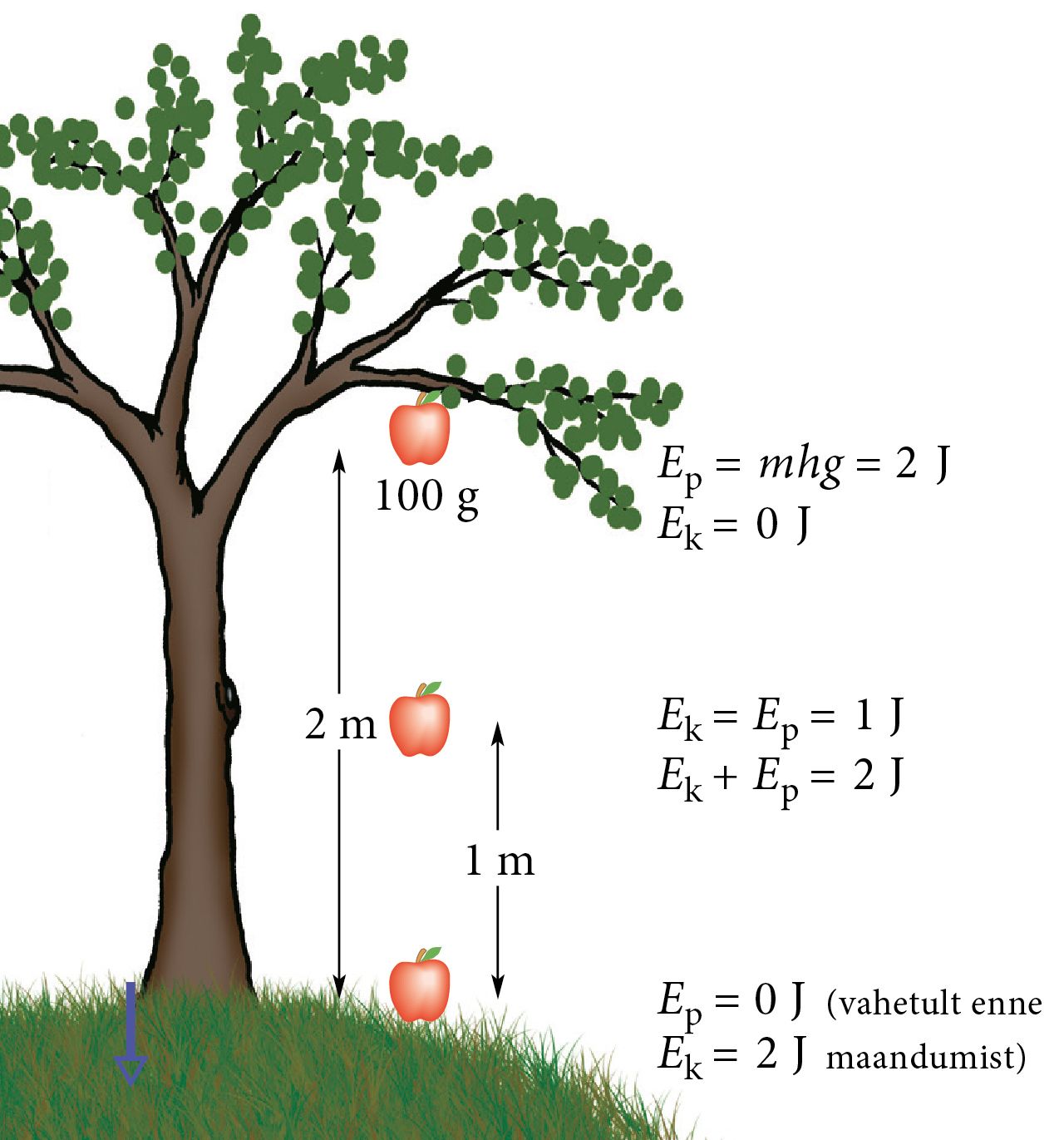 The apple falls