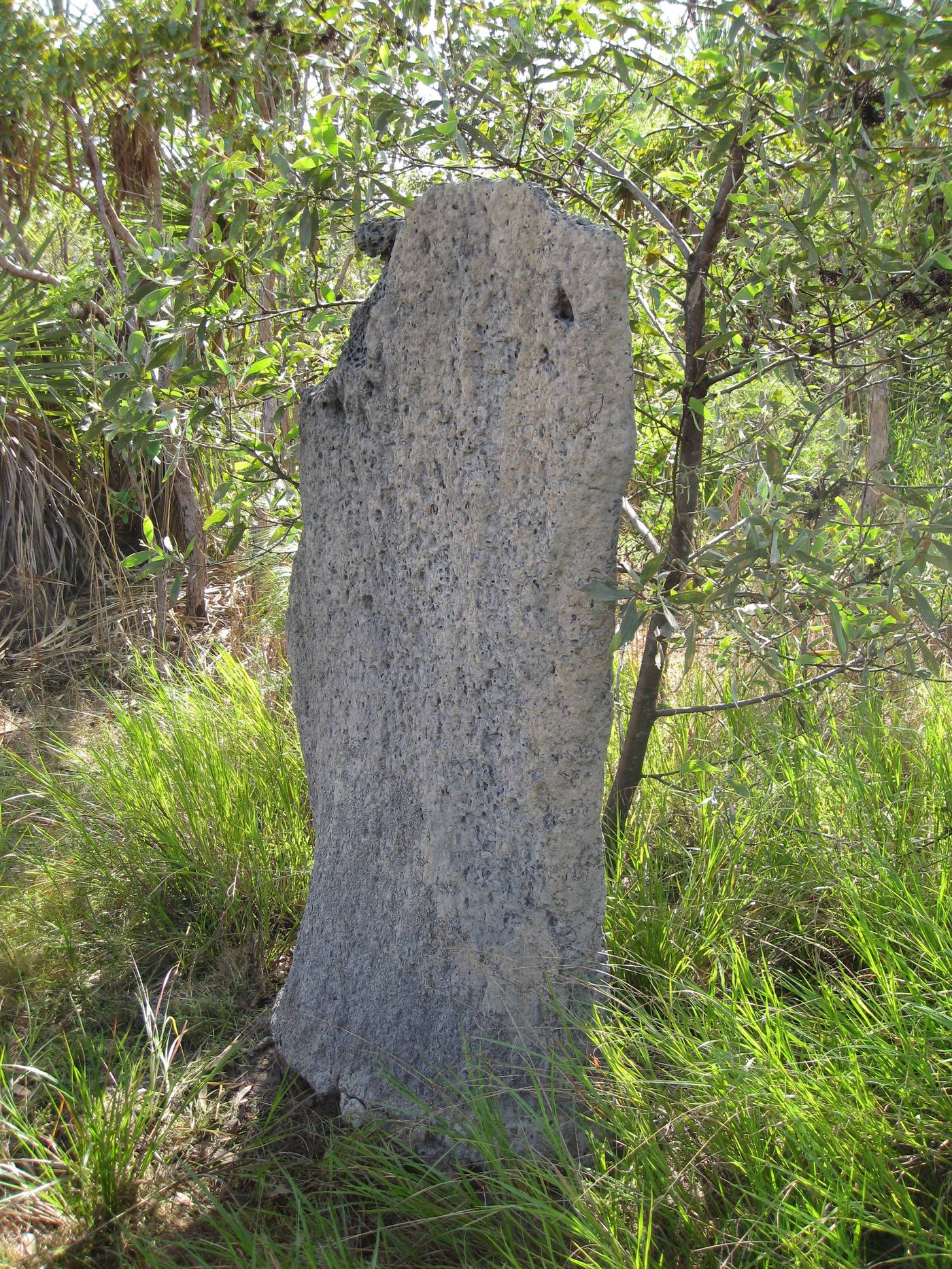 Magnetilise termiidi pesa
