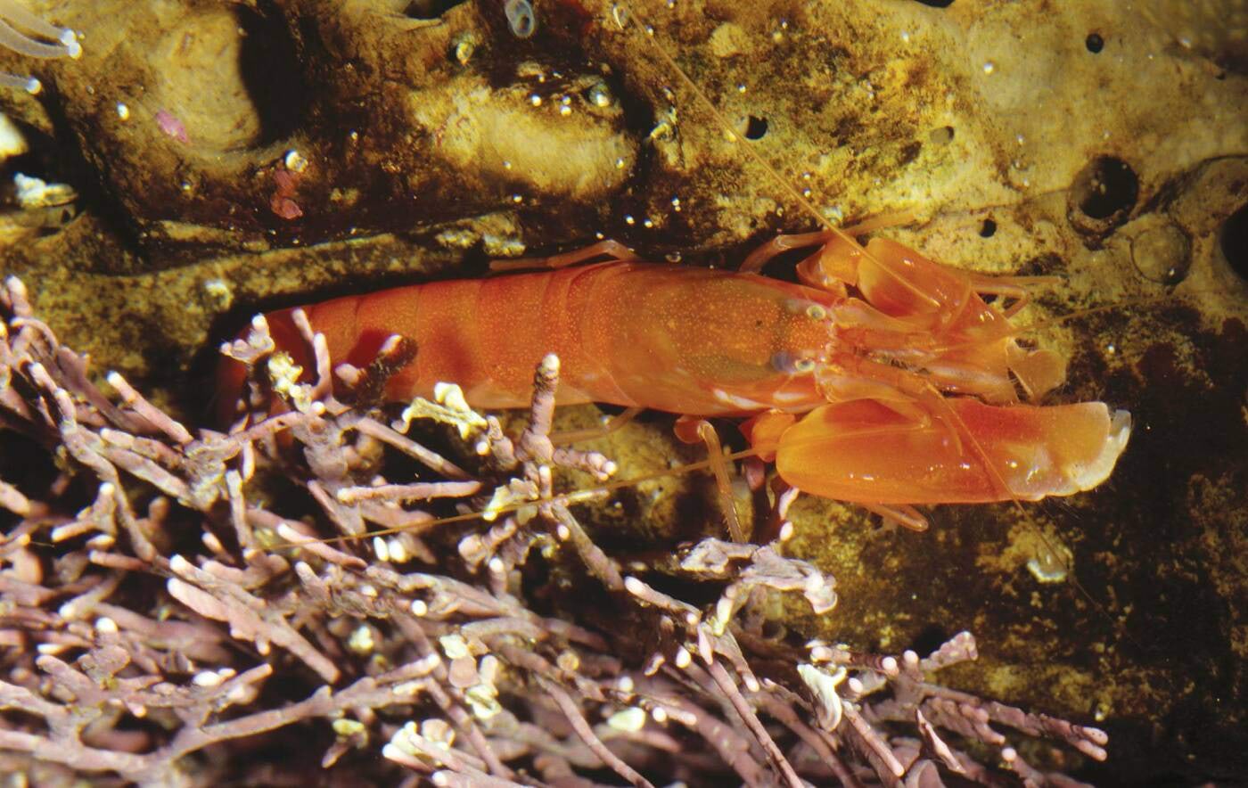 Saaki püüdev naksurkrevett