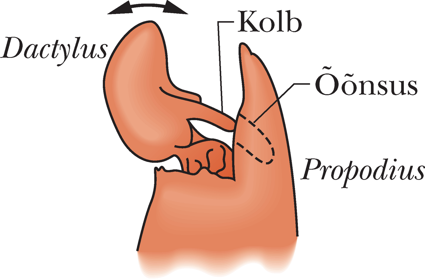 Naksurkreveti suurem sõrg