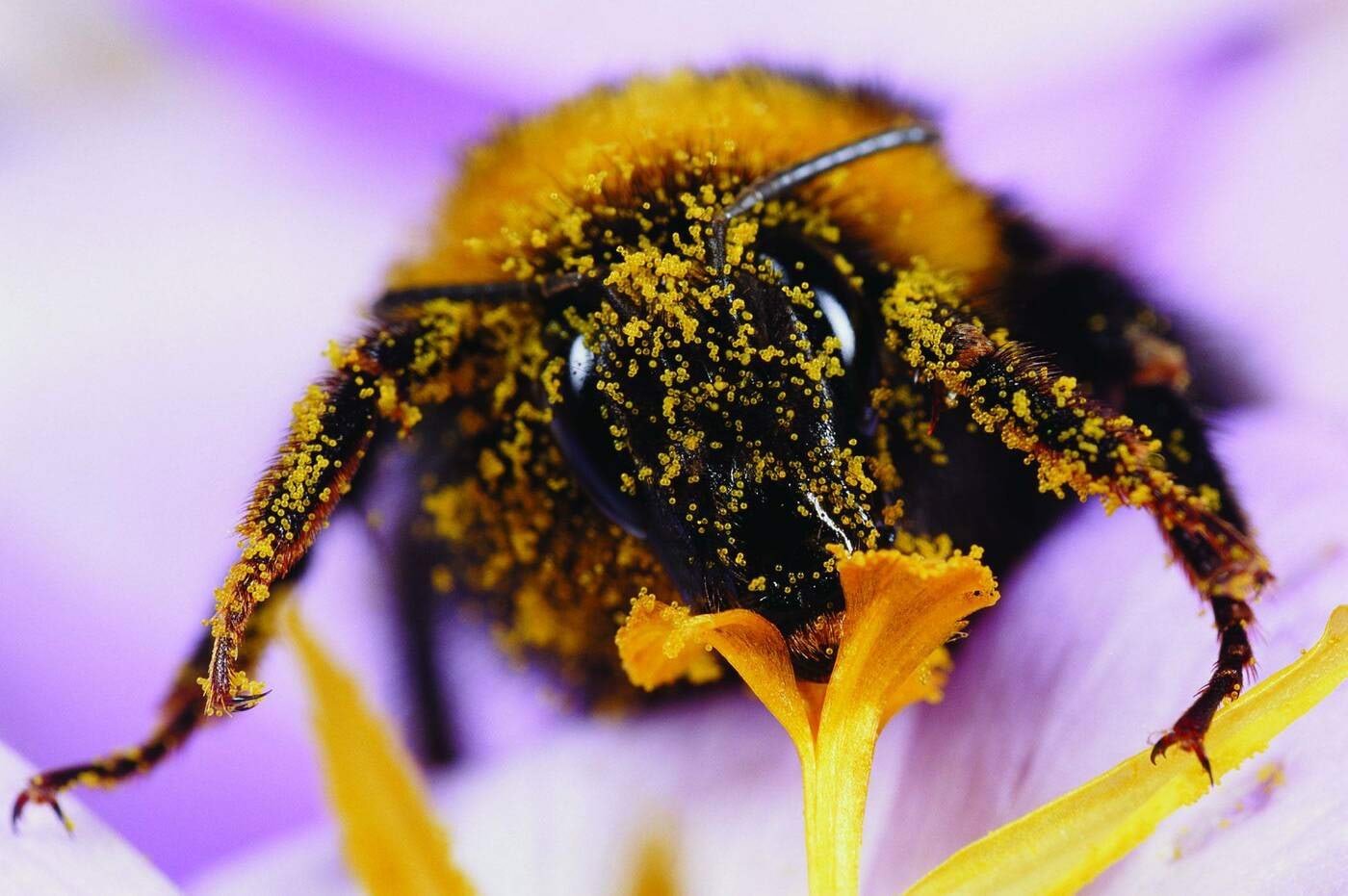 Mesilane kogub õietolmu<br>