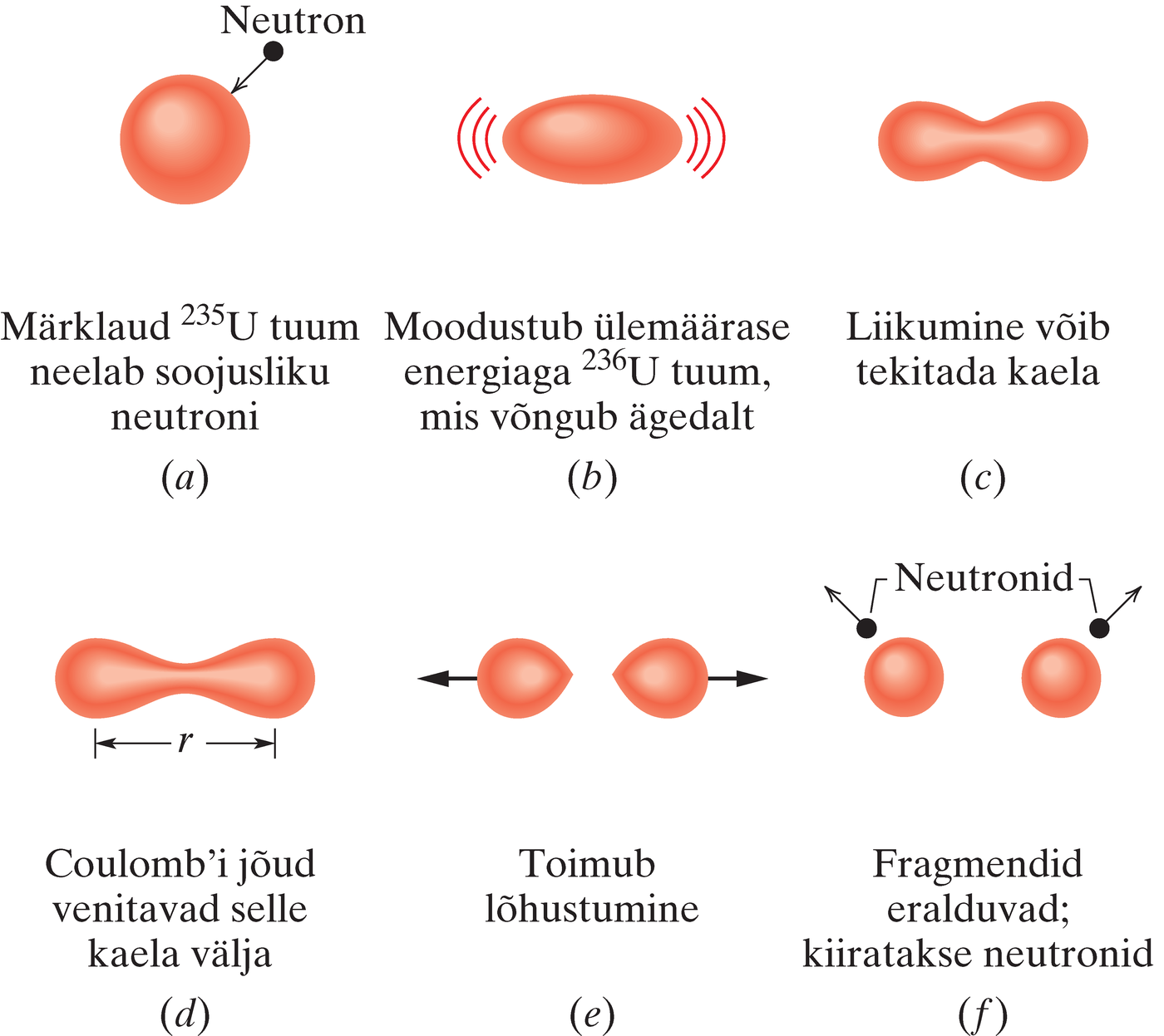 Tüüpilise lõhustumisprotsessi etapid Bohri ja Wheeleri kollektiivmudeli järgi
