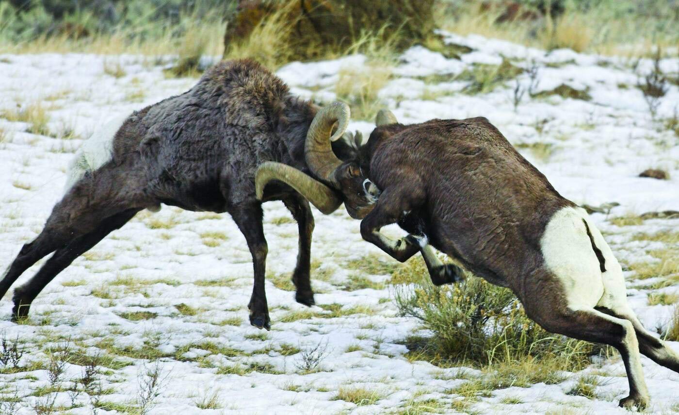 Lumelambad võitlevad<br>