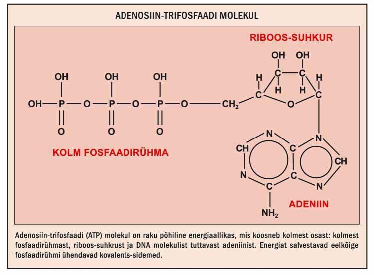 Adenosiin- trifosfaadi molekul